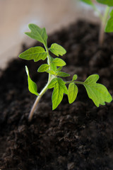 Sprouting tomato seedlings in the greenhouse. spring gardening concept. Grow your own vegetables.