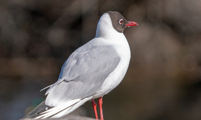 Mewa śmieszka, Larus ridibundus