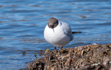 Mewa śmieszka, Larus ridibundus