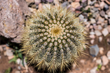 cactus andino