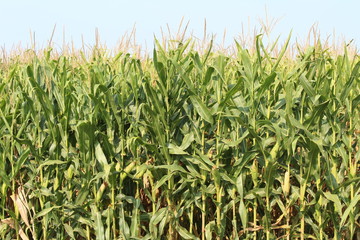 Corn field