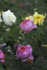 Beautiful two-toned rose flowers closeup