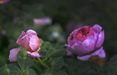 Beautiful rose flowers closeup