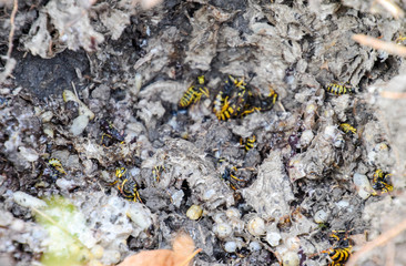 Vespula vulgaris. Destroyed hornet's nest.