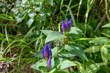 オヤマリンドウ