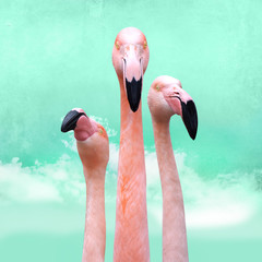 funny, bright pink flamingos in front of turquoise cloud sky, can be used as background © Kanea