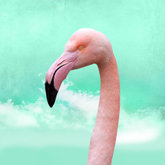 funny, bright pink flamingos in front of turquoise cloud sky, can be used as background