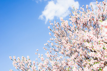 Almond blossom in spring