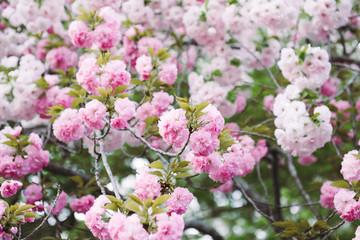 Beautiful Cherry blossom , pink sakura flower
