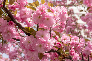 Kwanzan  cherry tree in full bloom, Dupont Circle, Washington, DC.