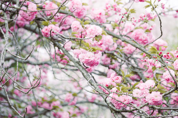 Beautiful Cherry blossom , pink sakura flower