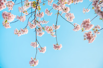 Spring time, branch of sakura flowers