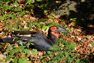 Kaffernhornrabe / Southern Ground Hornbill / Bucorvus leadbeateri