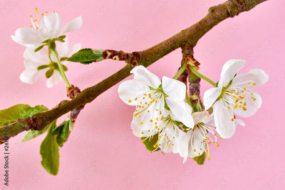 Wall mural Branch with white plum blossom and fresh green leaves in spring against a pastel pink background