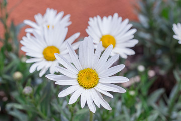 Obraz premium flor blanca con centro amarillo