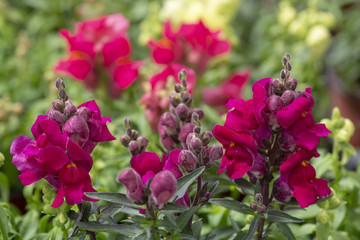 Colourful snapdragon flowers