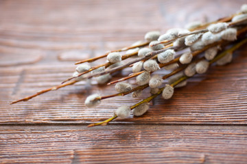 Willow catkins on wooden background. Easter concept.