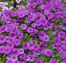 Purple daisy flowers full frame
