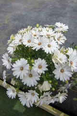 White daisy flowers closeup