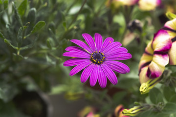 Purple daisy flowers full frame