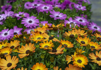Purple and yellow daisy flowers full frame
