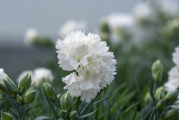 White carnation flowers