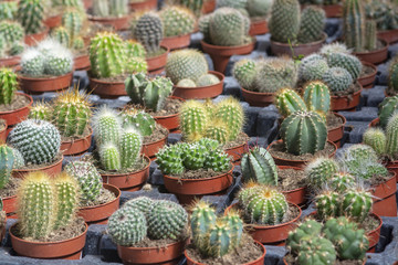 Succulent cactus plants in pots