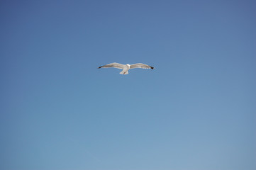 seagull in flight
