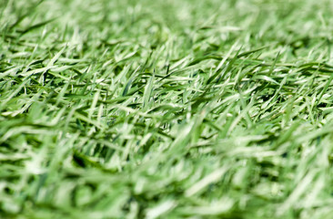 Young wheat green on the field, background texture of grass.