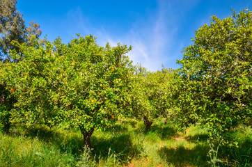 Orange garden in Peloponnese peninsula, Greece. Summer background.