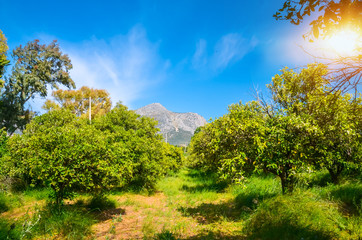 Orange garden in Peloponnese peninsula, Greece. Summer background.