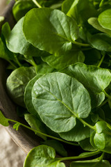 Raw Green Organic Living Cress