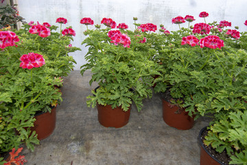 Pink geranium flowers in pots