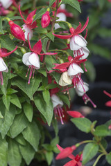 Fuchsia flowers red and white