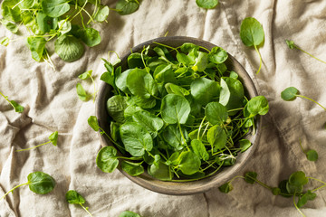 Raw Green Organic Living Cress