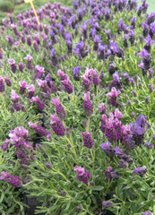 Obraz premium Beautiful lavender herbs full frame