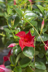 Red dipladenia flowers