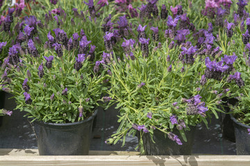 Lavender purple flowers closeup