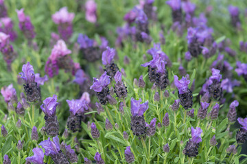Lavender purple flowers closeup