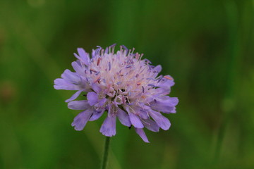 Tauben-Scabiose (Scabiosa columbaria )