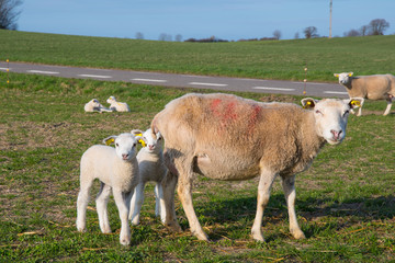 Obraz premium Sheep walking on a field with her lam in the countryside of Denmark