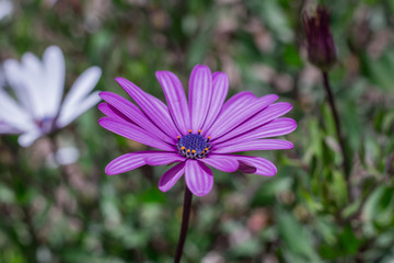 flor lila