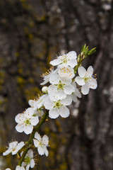 White Cherry blossoms on a tree branch in the spring; blossoms contrasted against dark trunk of tree