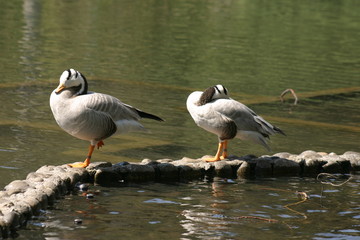 Oies &agrave; t&ecirc;tes barr&eacute;es