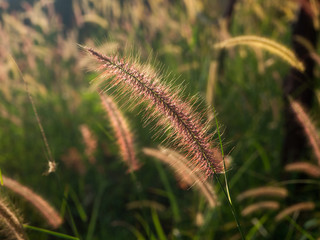 Spikelets in the field at sunset. Thailand.