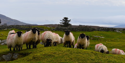 Flock of sheep in Connemara National Park, County Galway, Ireland