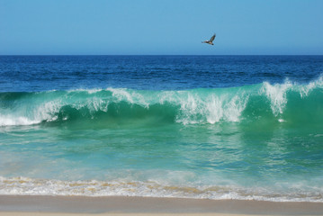 Breaking emerald waves and seagull