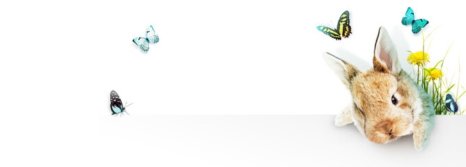 Ostern Kollage mit Osterhase