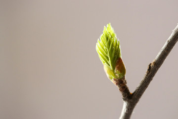 Spring, buds bloom on the branches, close-up