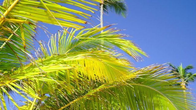 Pan of the Fronds of Several Palm Trees in Punta Cana, Dominican Republic